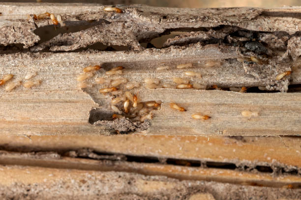 Pest Control for Restaurants in Port Washington, NY